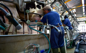 Lechería uruguaya crece mayo marca un alza del 10 %